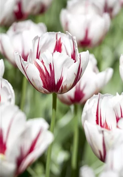 tulpen_1.jpg