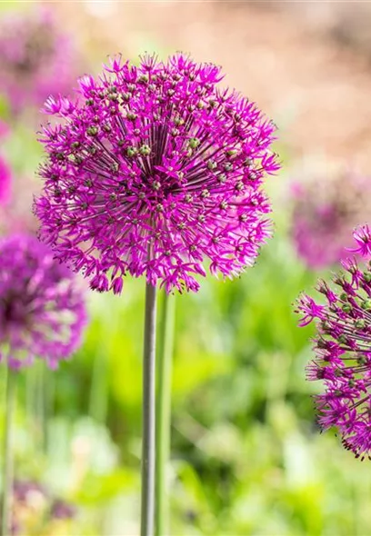 allium_1.jpg