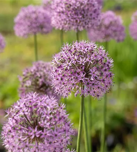 allium_2.jpg