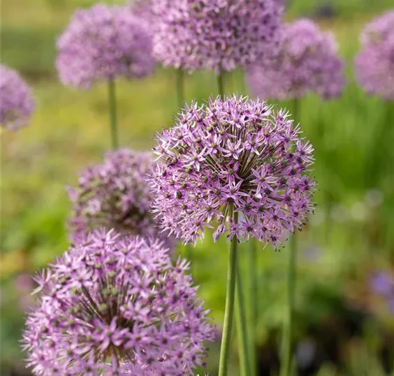 allium_2.jpg