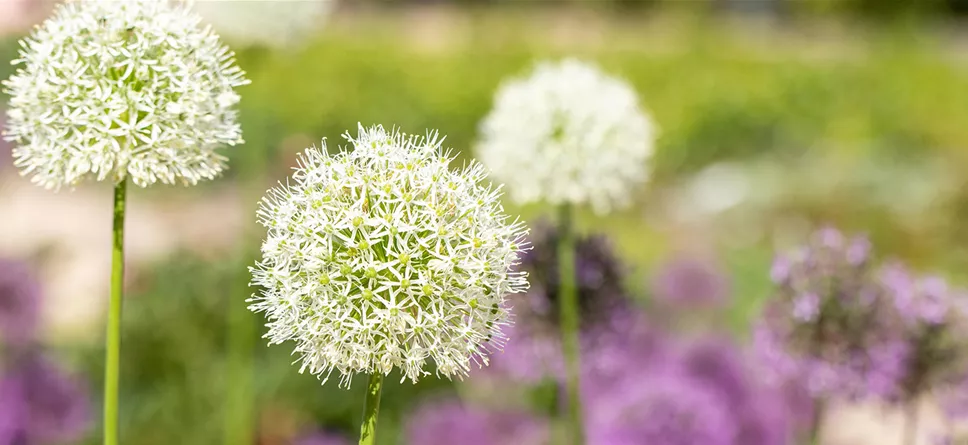 allium_3.jpg