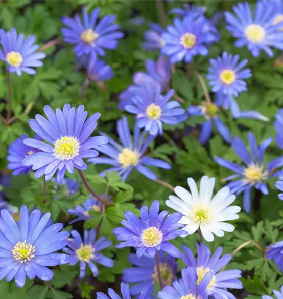 anemone_1.jpg
