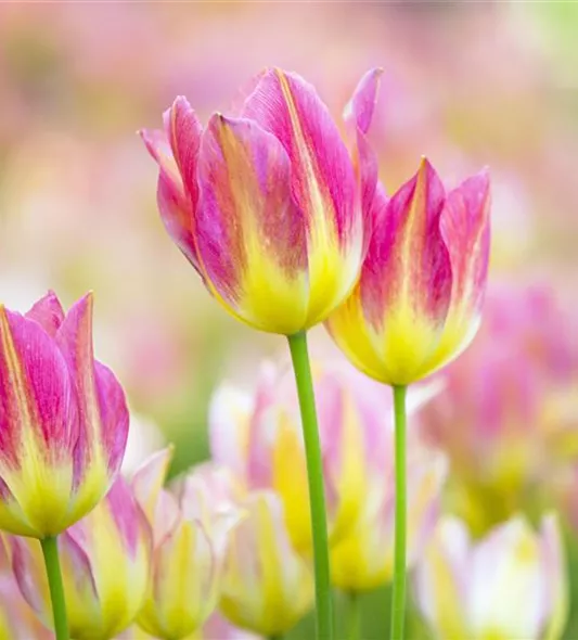 tulpen_4.jpg