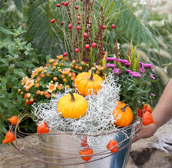 Pflanzen Mauk Gartencenter GmbH