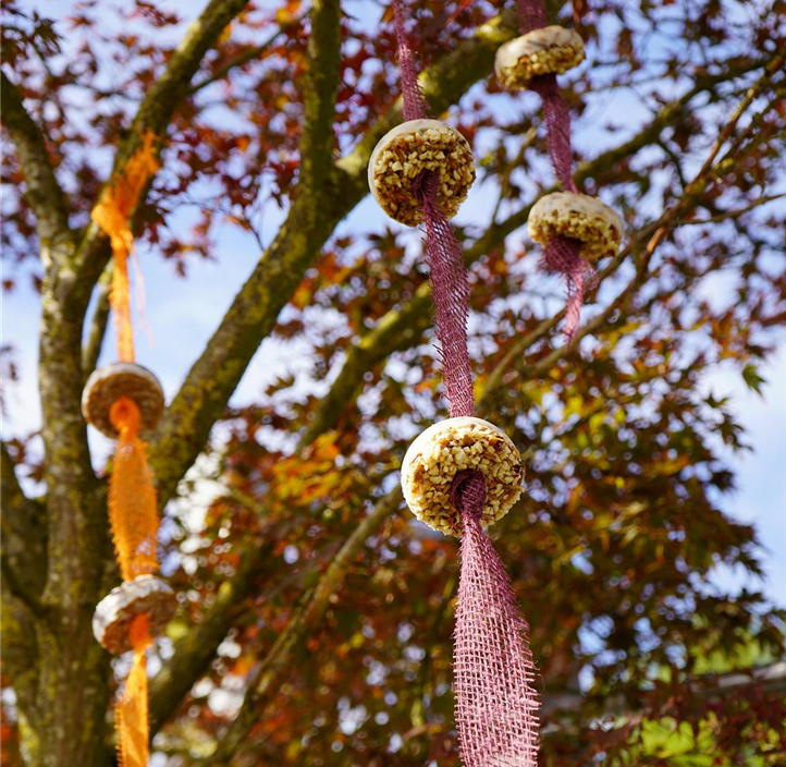 Pflanzen Mauk Gartencenter GmbH