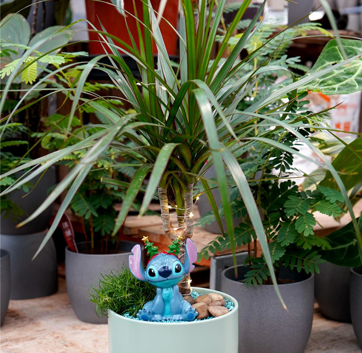 Pflanzen Mauk Gartencenter GmbH