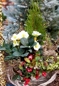 Pflanzen Mauk Gartencenter GmbH
