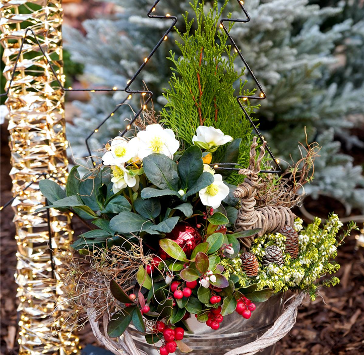 Pflanzen Mauk Gartencenter GmbH