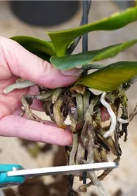 Pflanzen Mauk Gartencenter GmbH