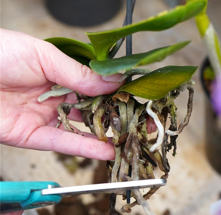 Pflanzen Mauk Gartencenter GmbH