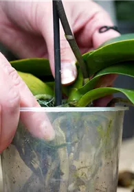 Pflanzen Mauk Gartencenter GmbH