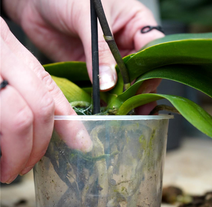 Pflanzen Mauk Gartencenter GmbH