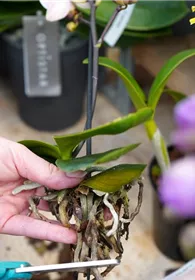 Pflanzen Mauk Gartencenter GmbH