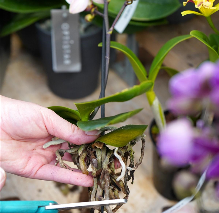 Pflanzen Mauk Gartencenter GmbH