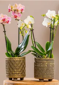 Pflanzen Mauk Gartencenter GmbH