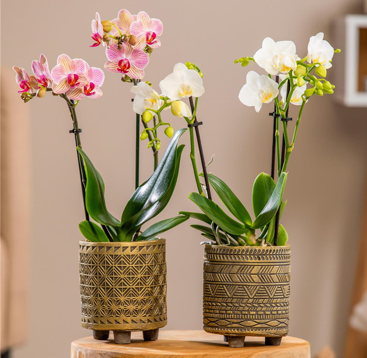 Pflanzen Mauk Gartencenter GmbH