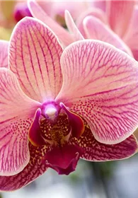 Pflanzen Mauk Gartencenter GmbH