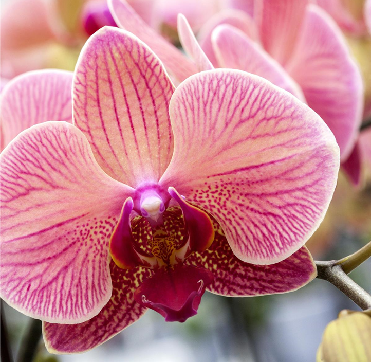 Pflanzen Mauk Gartencenter GmbH