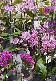 Pflanzen Mauk Gartencenter GmbH