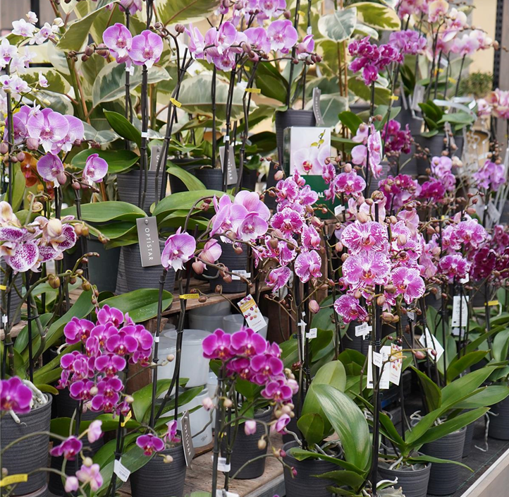 Pflanzen Mauk Gartencenter GmbH