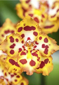 Pflanzen Mauk Gartencenter GmbH