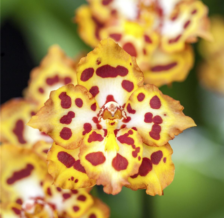 Pflanzen Mauk Gartencenter GmbH