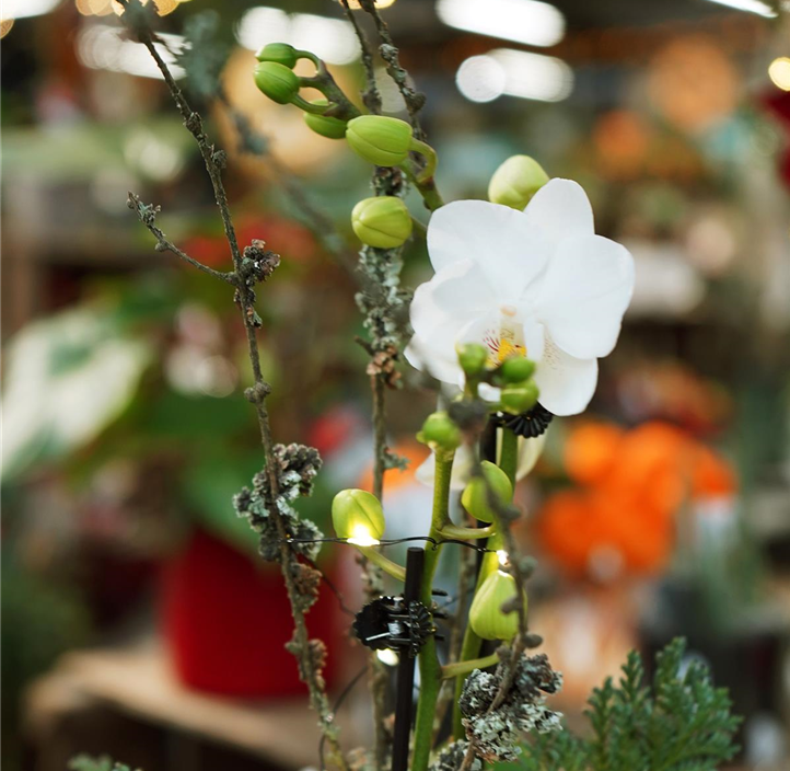 Pflanzen Mauk Gartencenter GmbH