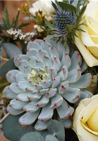 Pflanzen Mauk Gartencenter GmbH