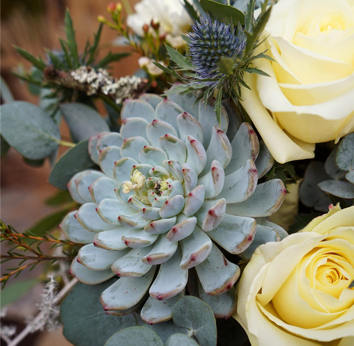 Pflanzen Mauk Gartencenter GmbH