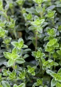 Pflanzen Mauk Gartencenter GmbH