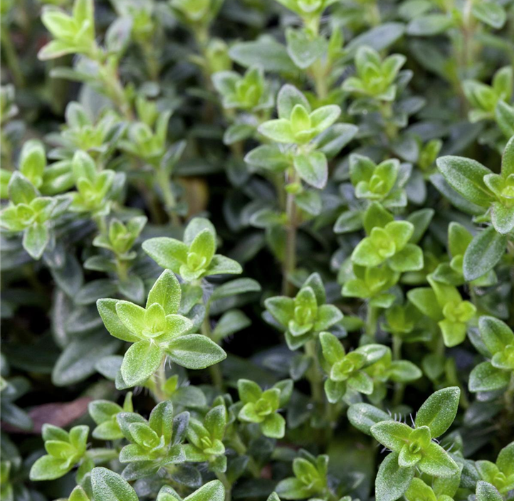 Pflanzen Mauk Gartencenter GmbH