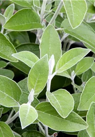 Pflanzen Mauk Gartencenter GmbH