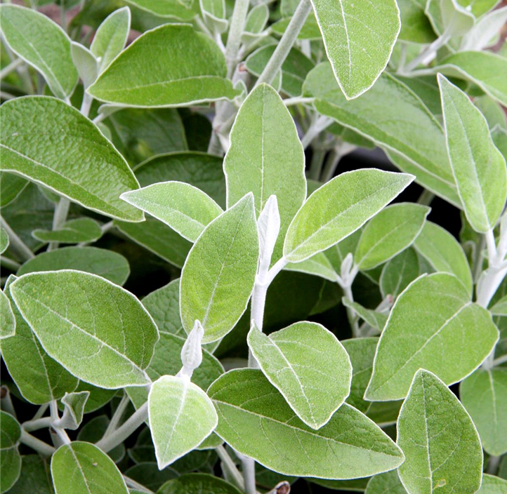 Pflanzen Mauk Gartencenter GmbH