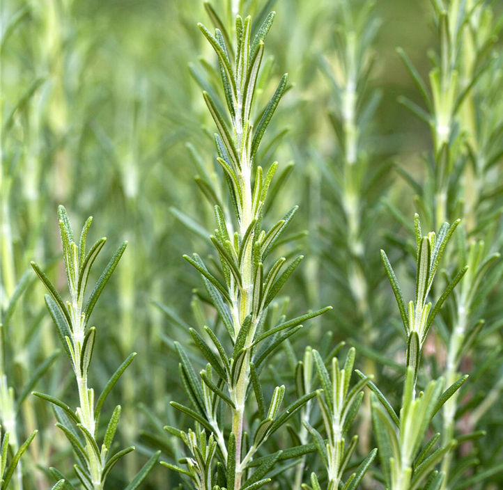 Pflanzen Mauk Gartencenter GmbH