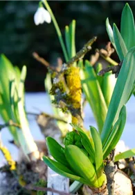 Pflanzen Mauk Gartencenter GmbH