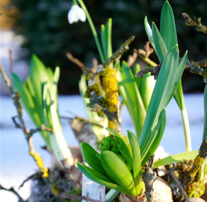 Pflanzen Mauk Gartencenter GmbH