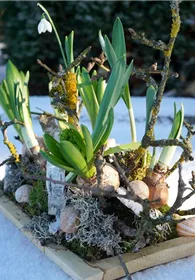 Pflanzen Mauk Gartencenter GmbH