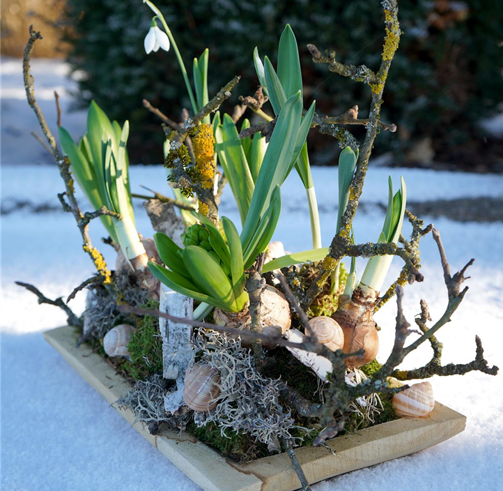 Pflanzen Mauk Gartencenter GmbH