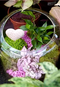 Pflanzen Mauk Gartencenter GmbH