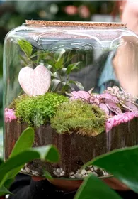 Pflanzen Mauk Gartencenter GmbH