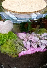 Pflanzen Mauk Gartencenter GmbH