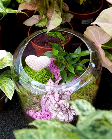 Botanical Date Night: Terrarium bepflanzen für zwei