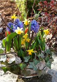 Pflanzen Mauk Gartencenter GmbH