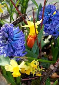 Pflanzen Mauk Gartencenter GmbH