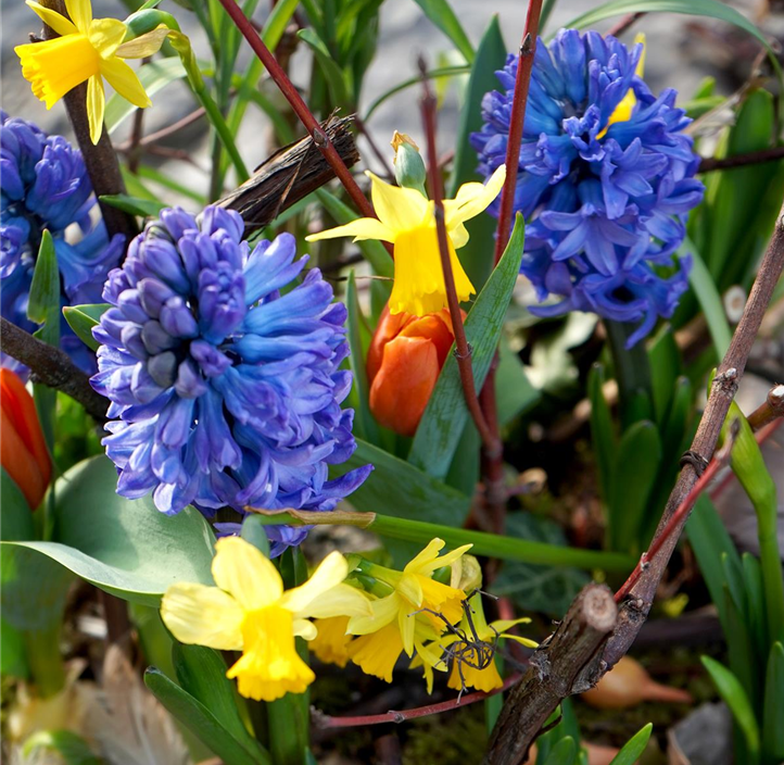 Pflanzen Mauk Gartencenter GmbH