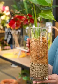 Pflanzen Mauk Gartencenter GmbH