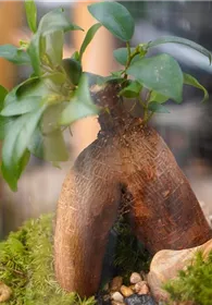 Pflanzen Mauk Gartencenter GmbH