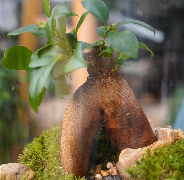 Pflanzen Mauk Gartencenter GmbH