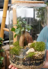 Pflanzen Mauk Gartencenter GmbH