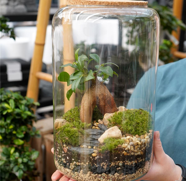 Pflanzen Mauk Gartencenter GmbH